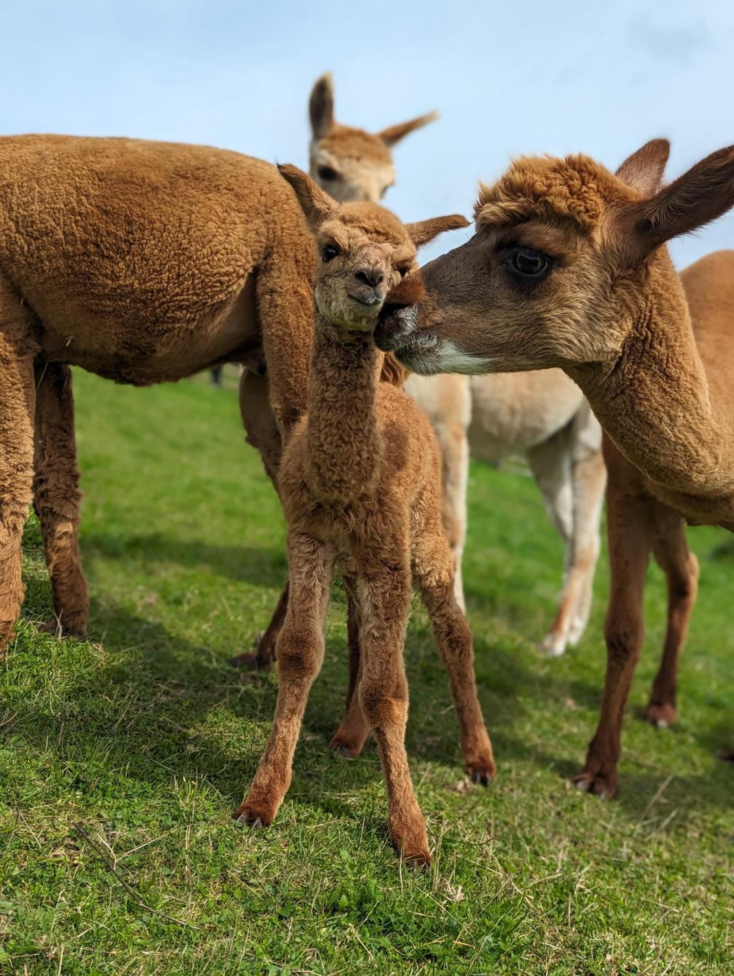 Landhotel Flora & Fauna (Adults Only) Винтерберг Экстерьер фото